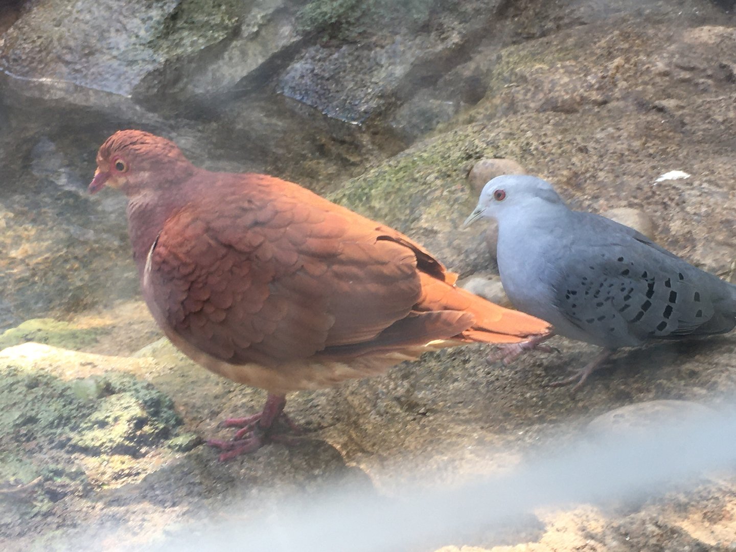 Ruddy-Quail Dove (Geotrygon montana) & Blue Ground Dove (Claravis pretiosa)