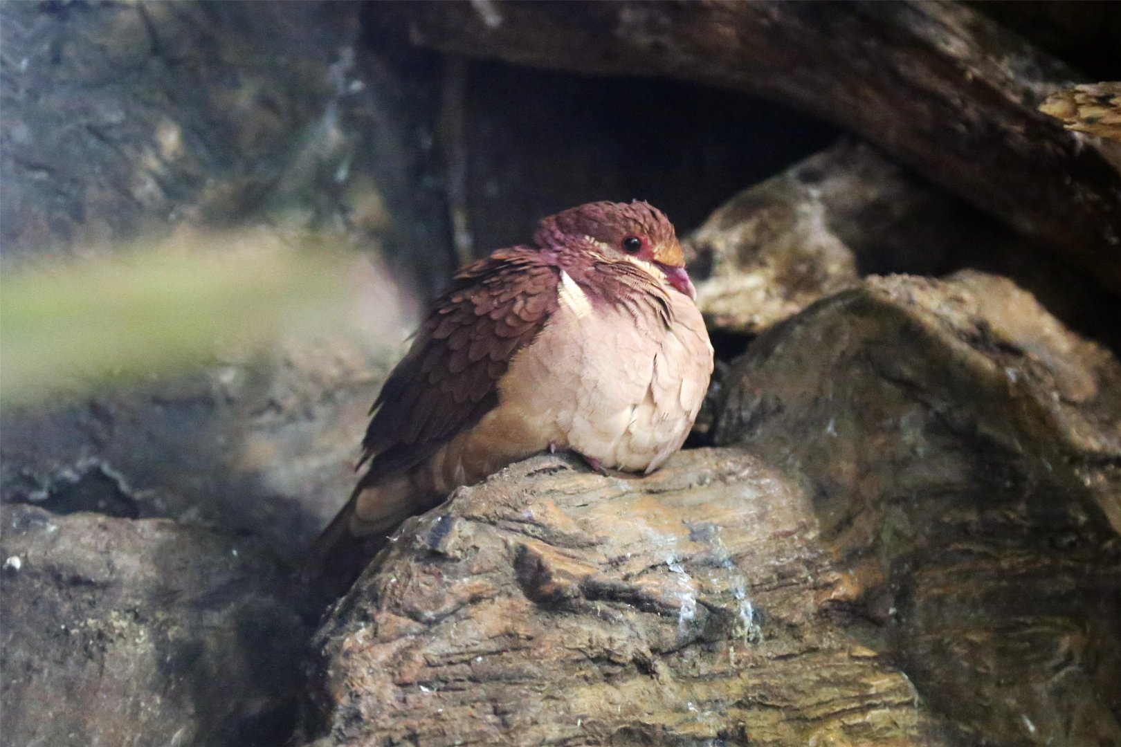 Ruddy quail-dove (Geotrygon montana)-Identified
