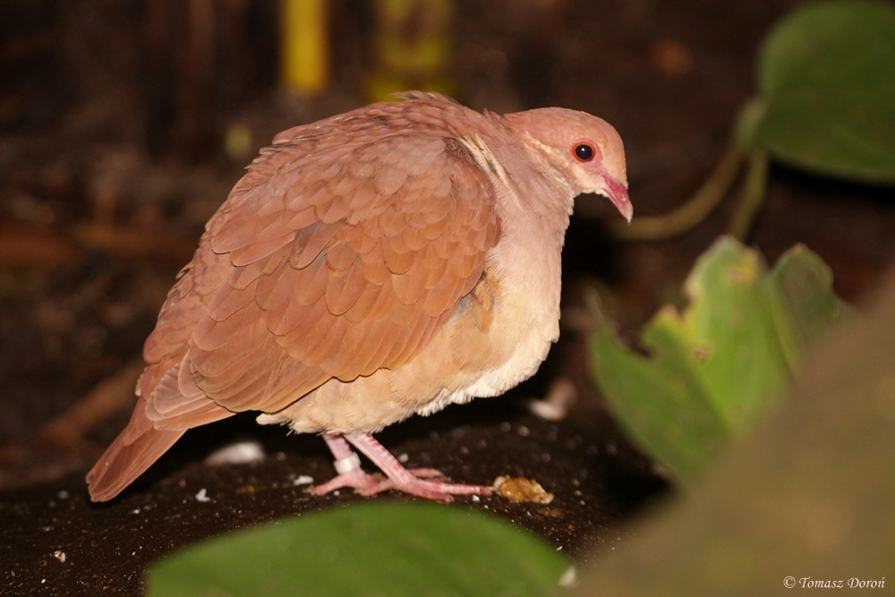 Ruddy Quail-Dove (Geotrygon montana)
