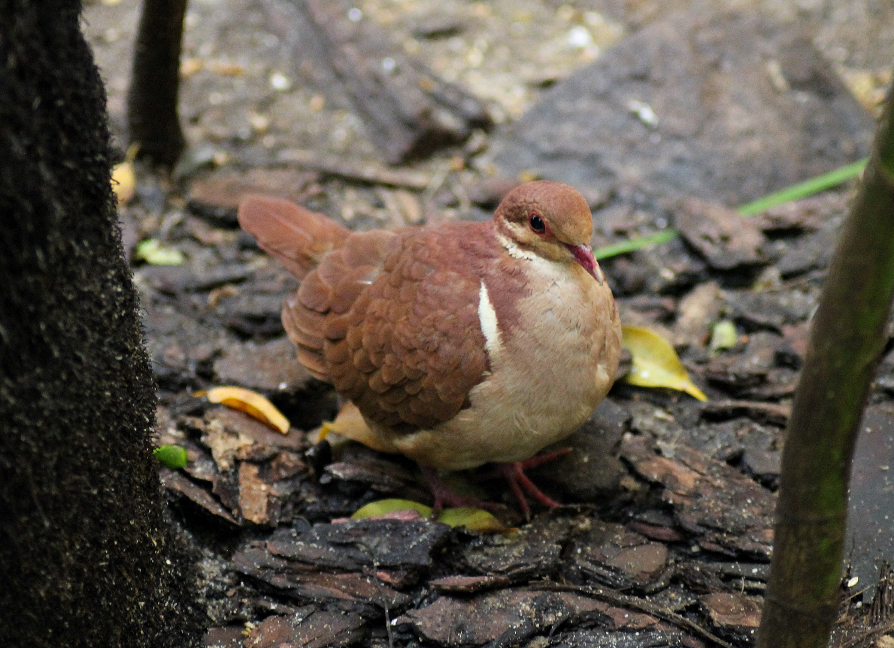 Ruddy quail-dove (Geotrygon montana)