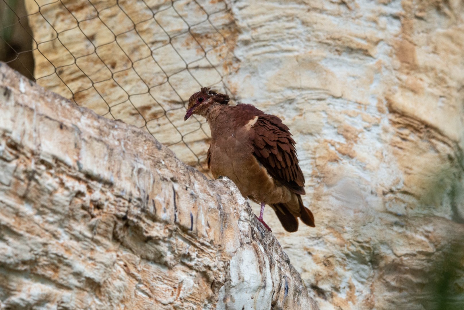 Ruddy Quail Dove- (Geotrygon montana)
