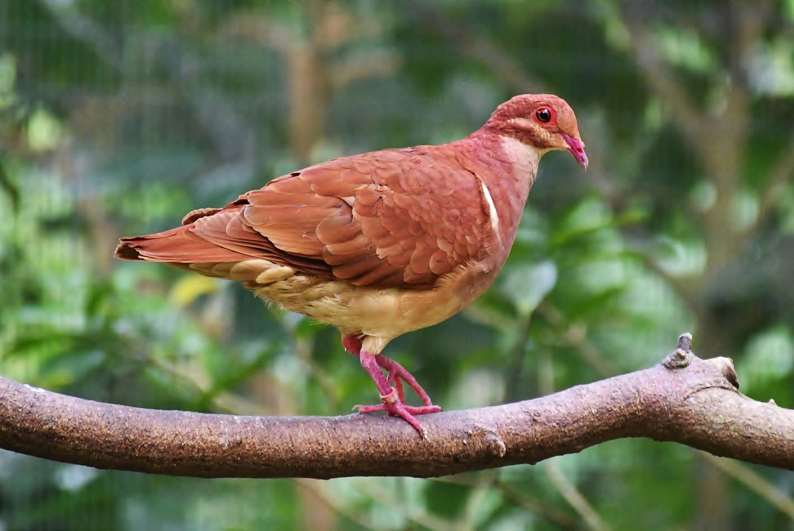 Ruddy Quail-dove (Geotrygon montana)