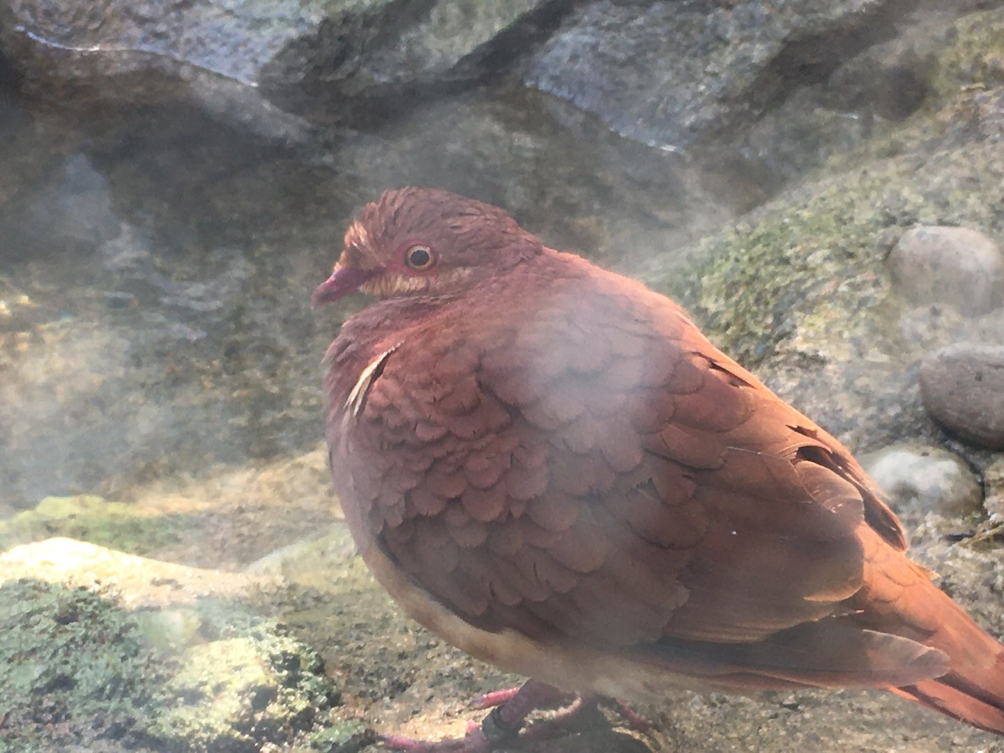 Ruddy Quail-Dove (Geotrygon montana)