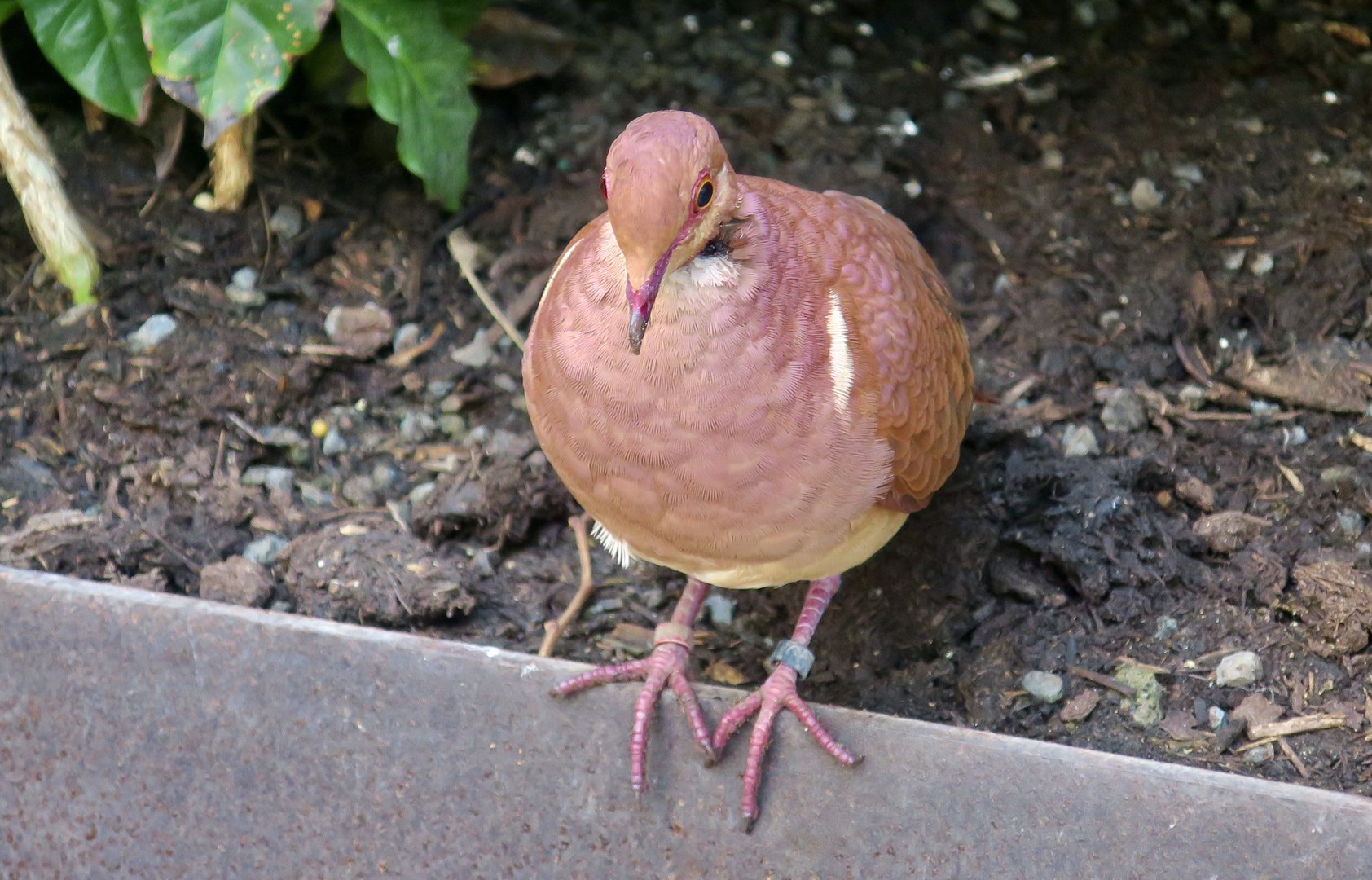 Ruddy Quail-Dove (Geotrygon montana)
