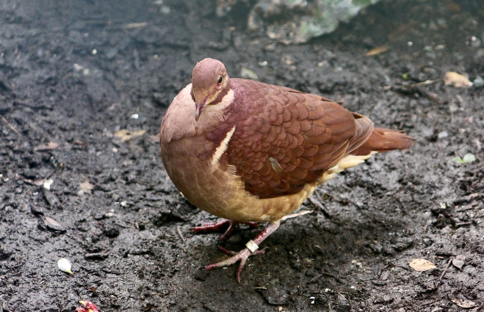Ruddy Quail-Dove (Geotrygon montana)