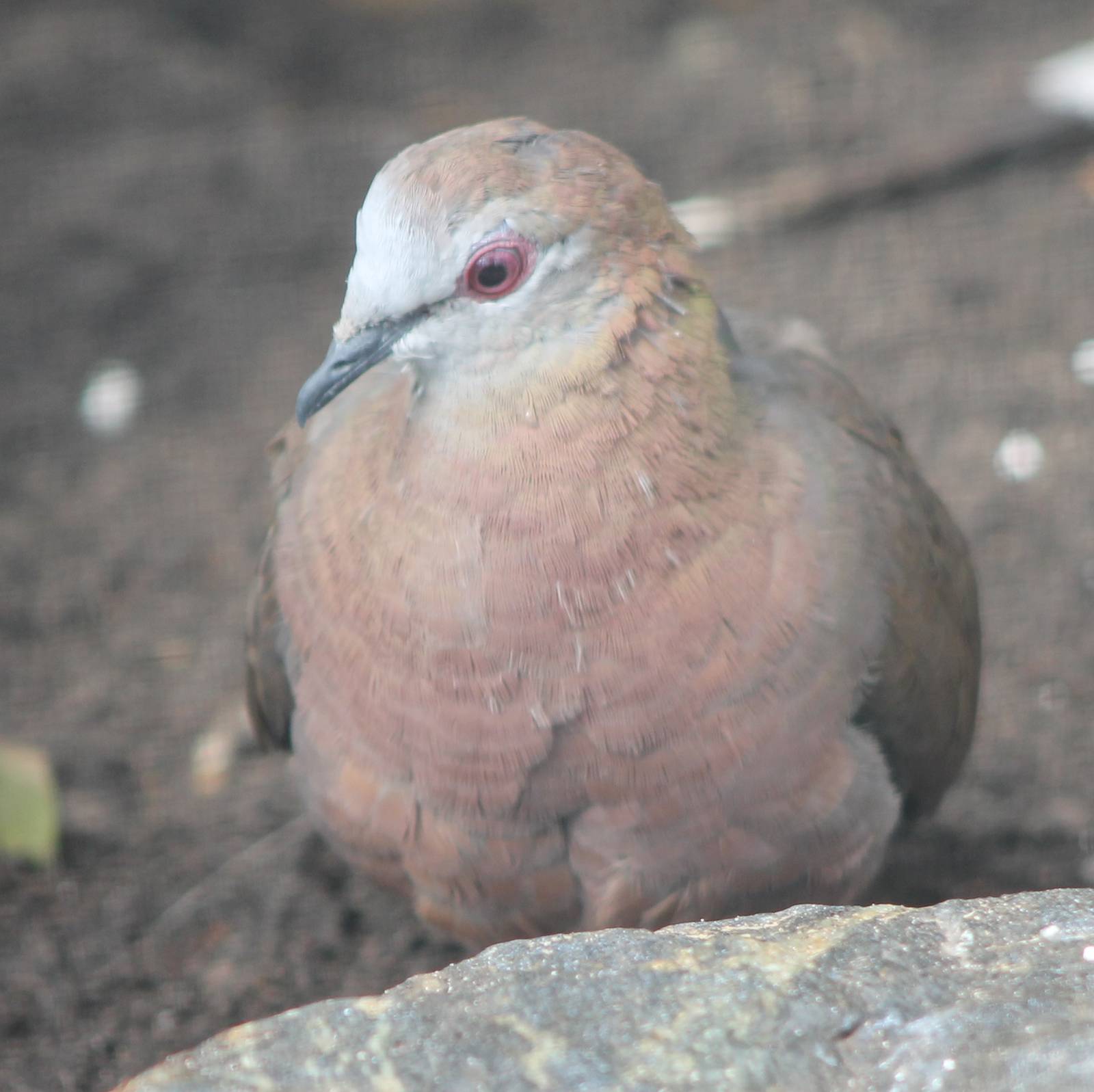 Ruddy quail dove