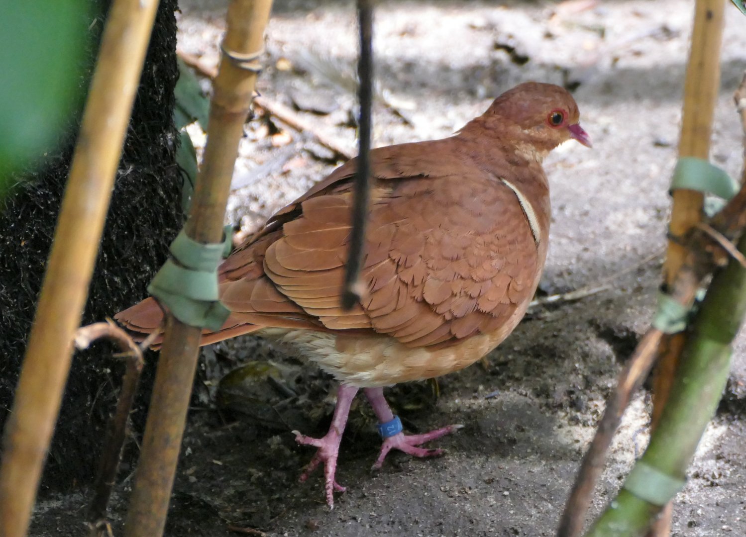 Ruddy quail-dove