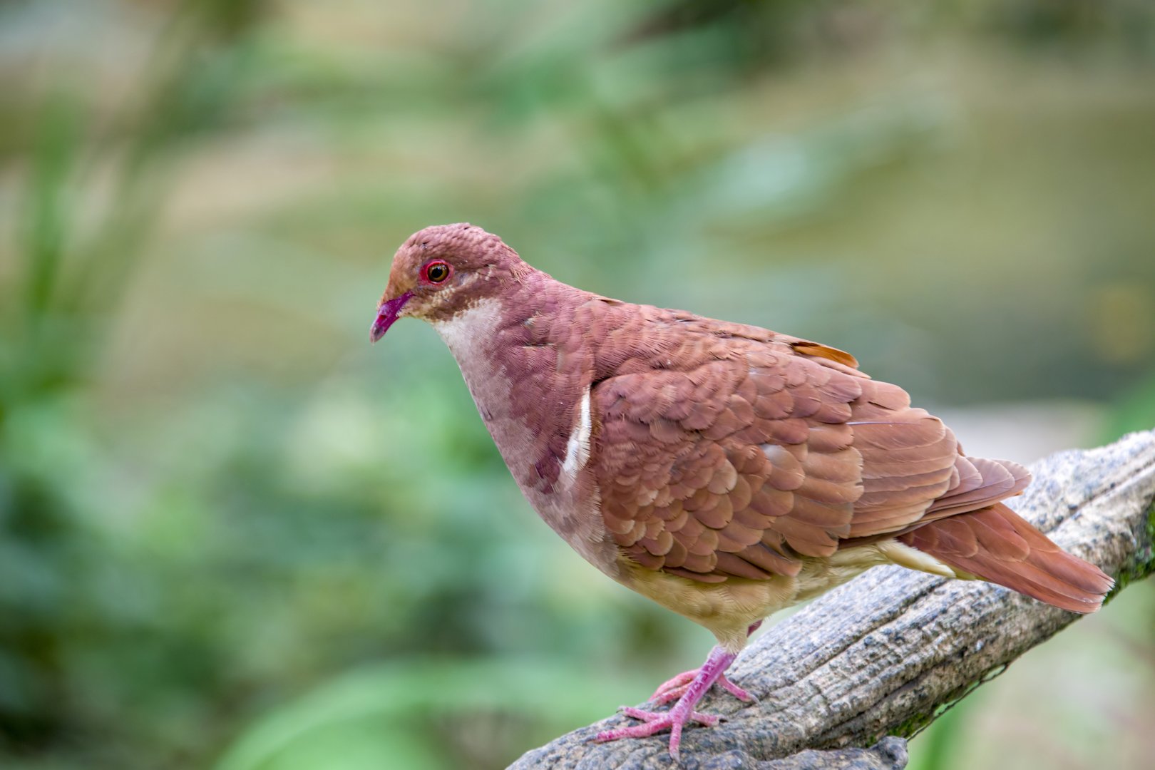 ruddy quail dove
