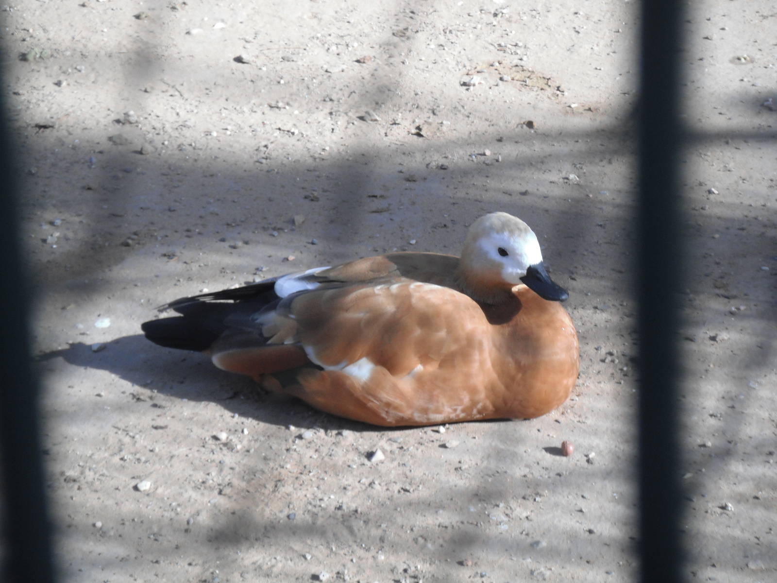 Ruddy Shelduck- 1/Jan/2011