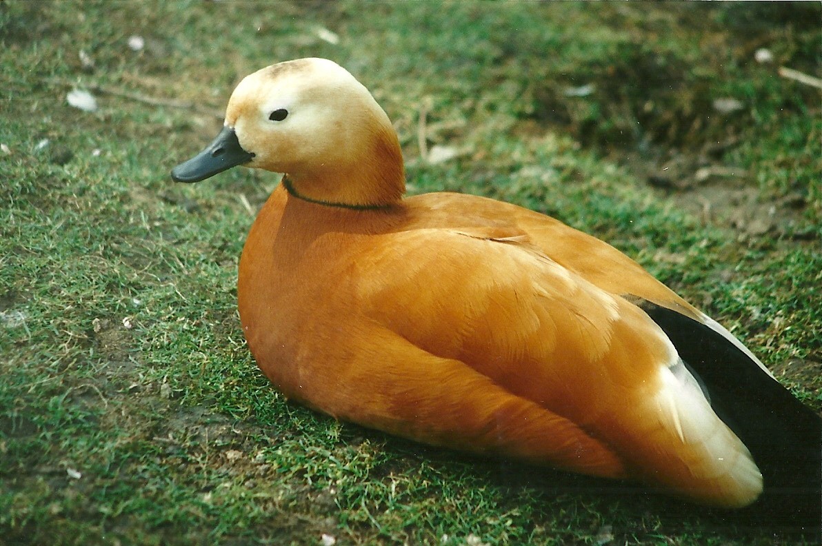 Ruddy Shelduck 1st April 2000