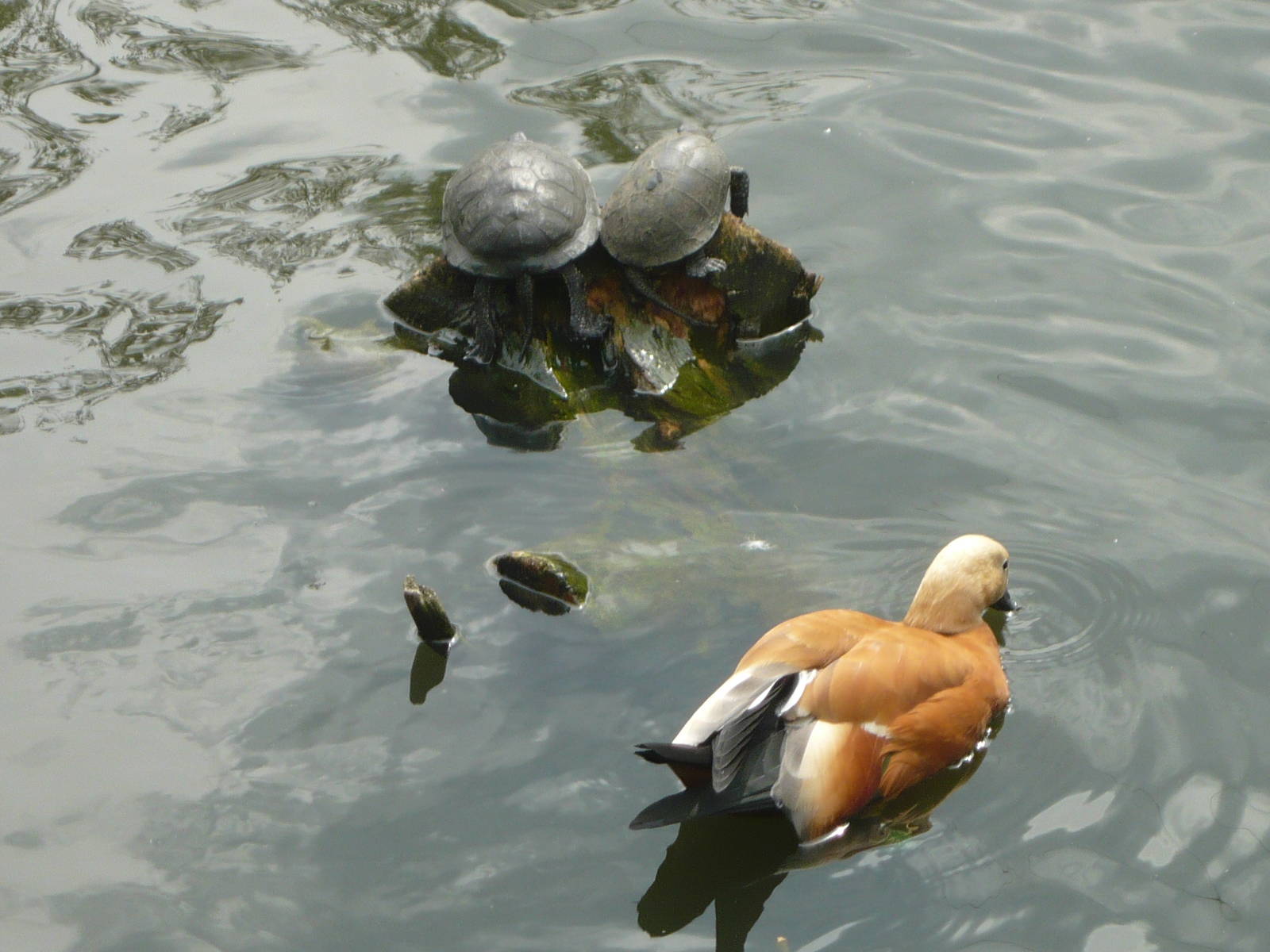 Ruddy shelduck and European pond turtles