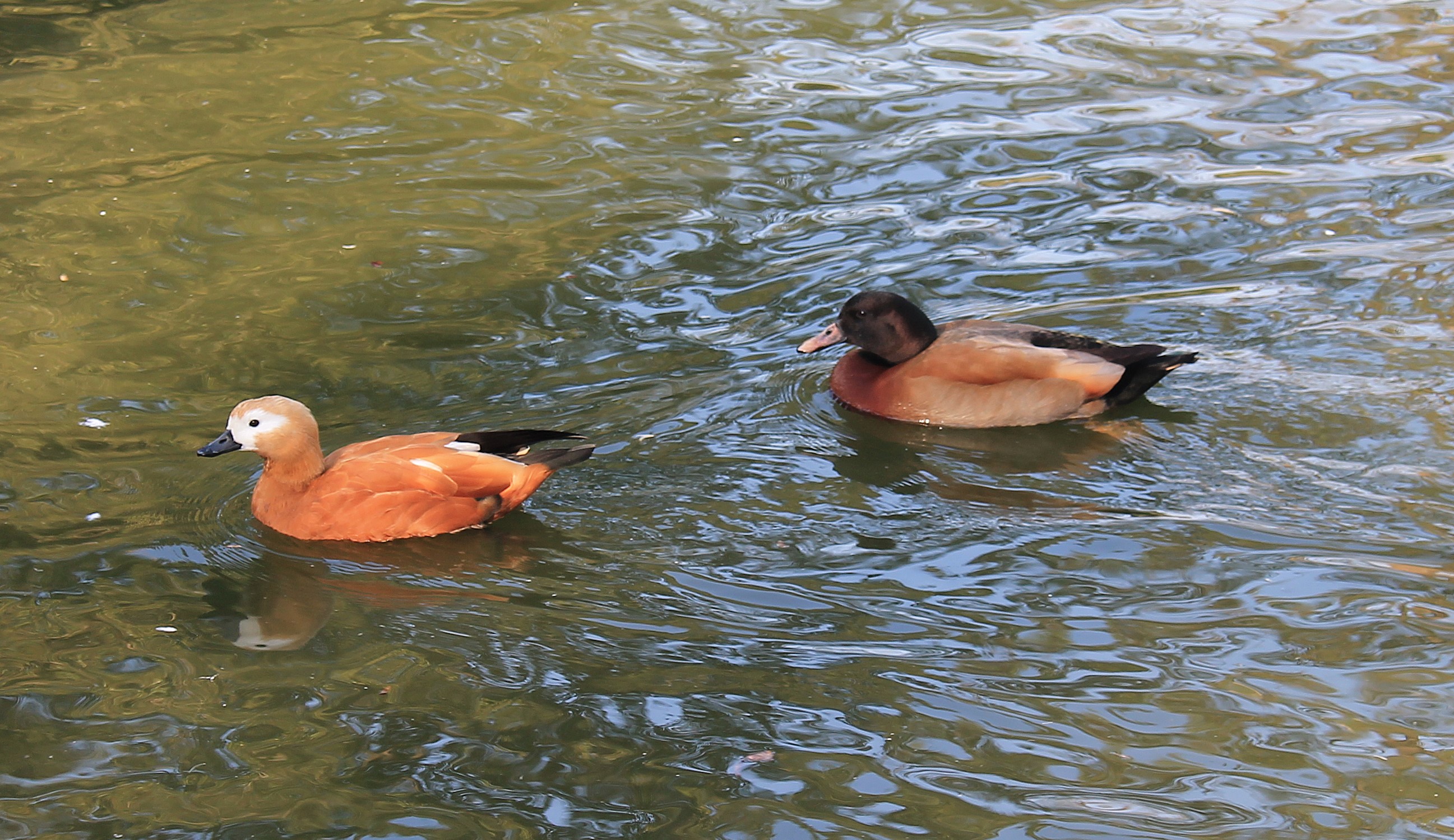 Ruddy Shelduck and ... other