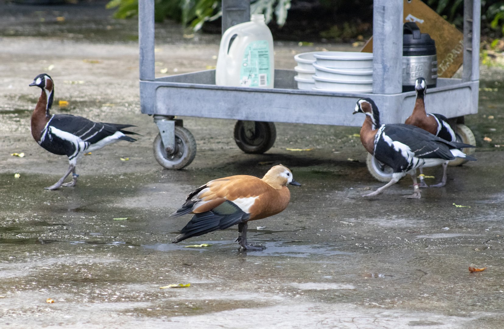 Ruddy Shelduck and Red-breasted Geese