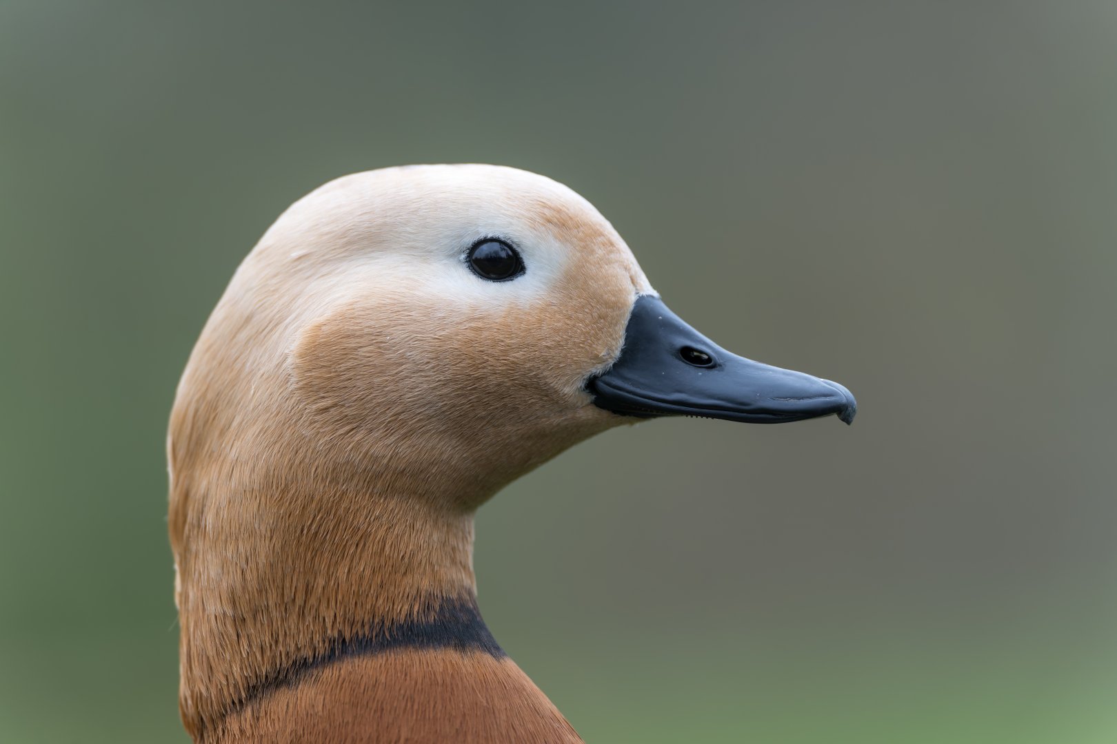Ruddy Shelduck, Beale Park, UK