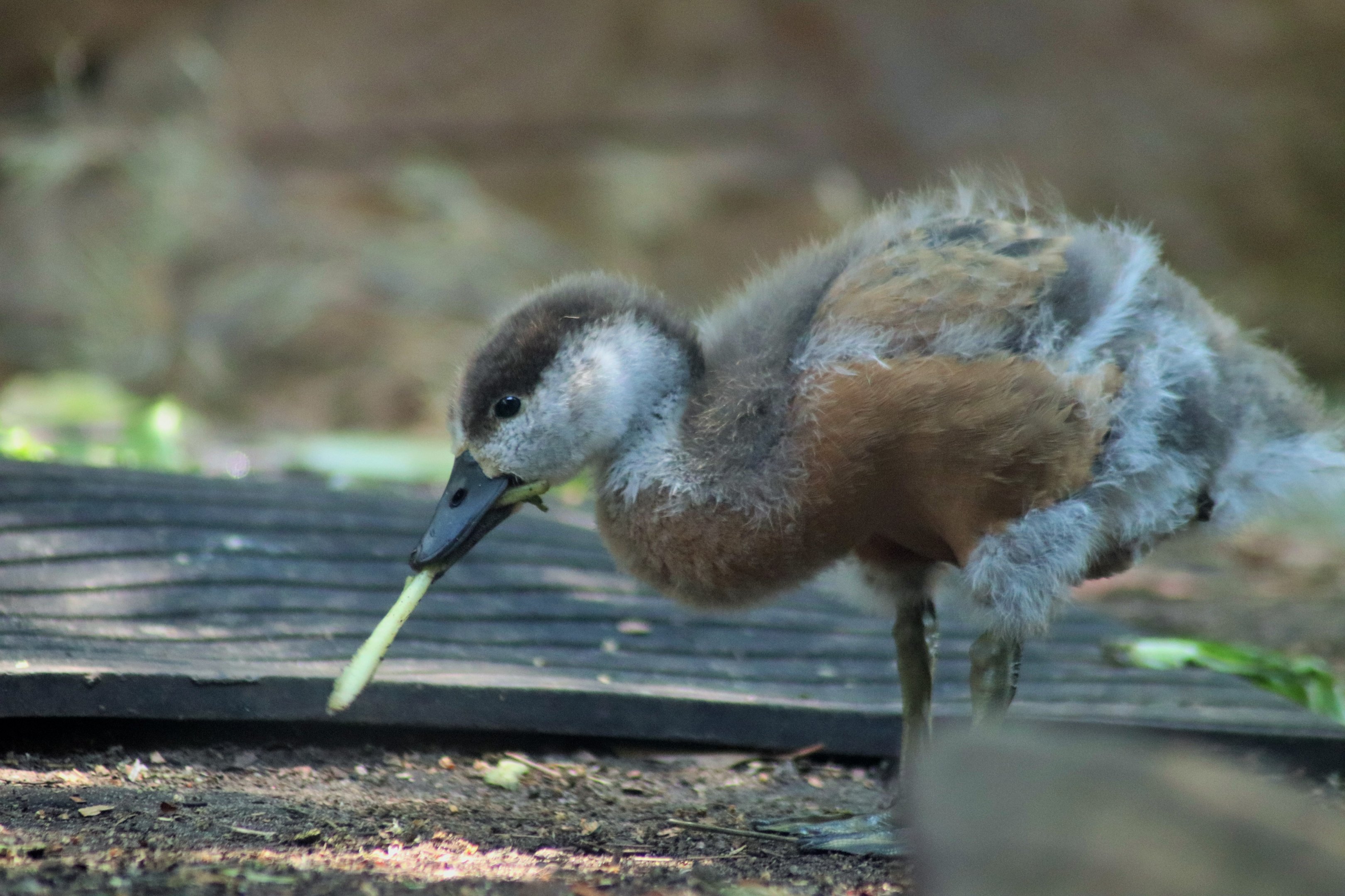 Ruddy Shelduck Duckling (Tadorna ferruginea)