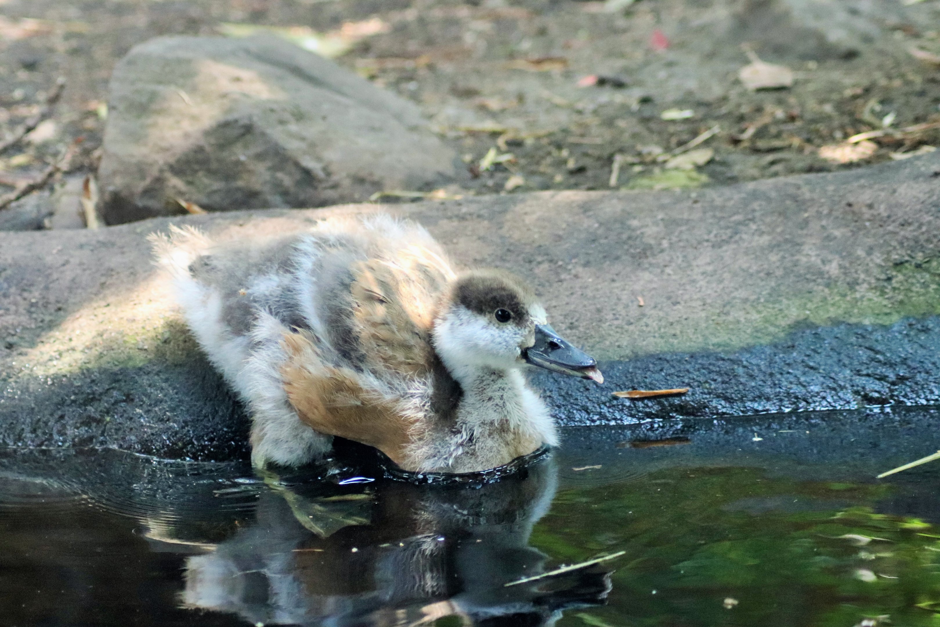 Ruddy Shelduck Duckling (Tadorna ferruginea)
