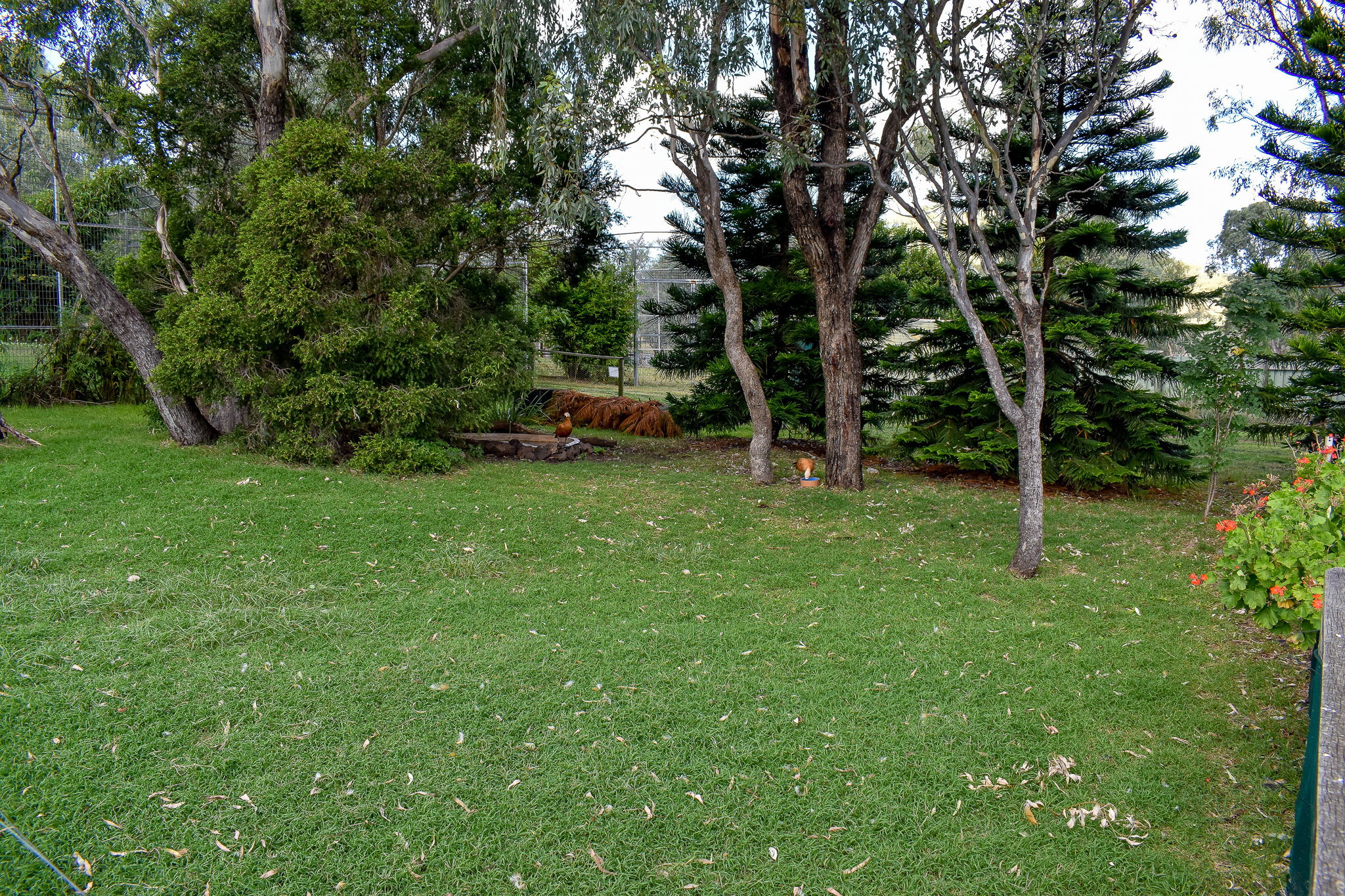 Ruddy Shelduck Enclosure