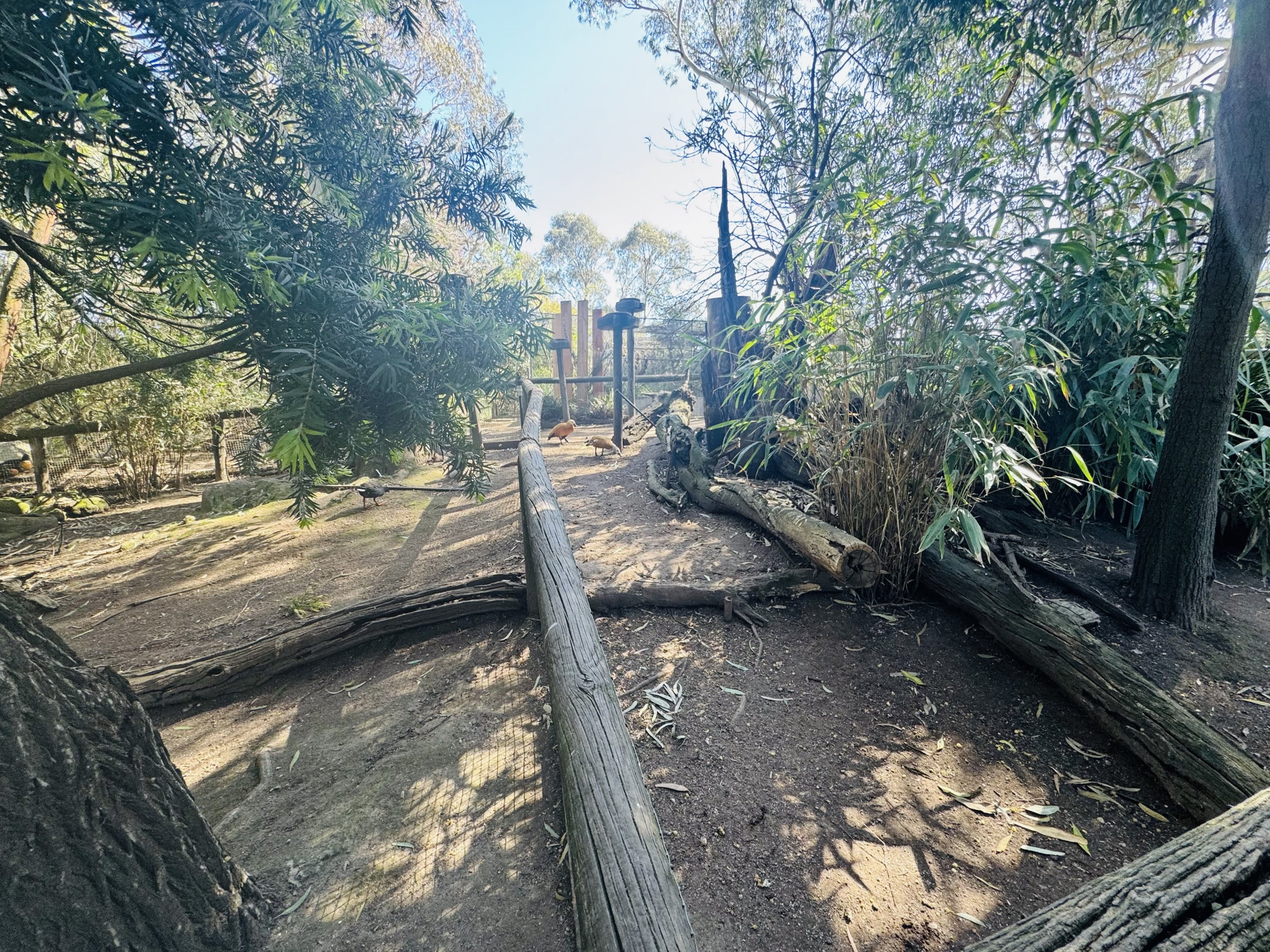 Ruddy shelduck enclosure