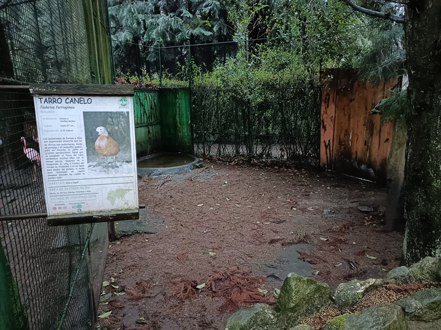 Ruddy shelduck exhibit - Avifauna Lugo