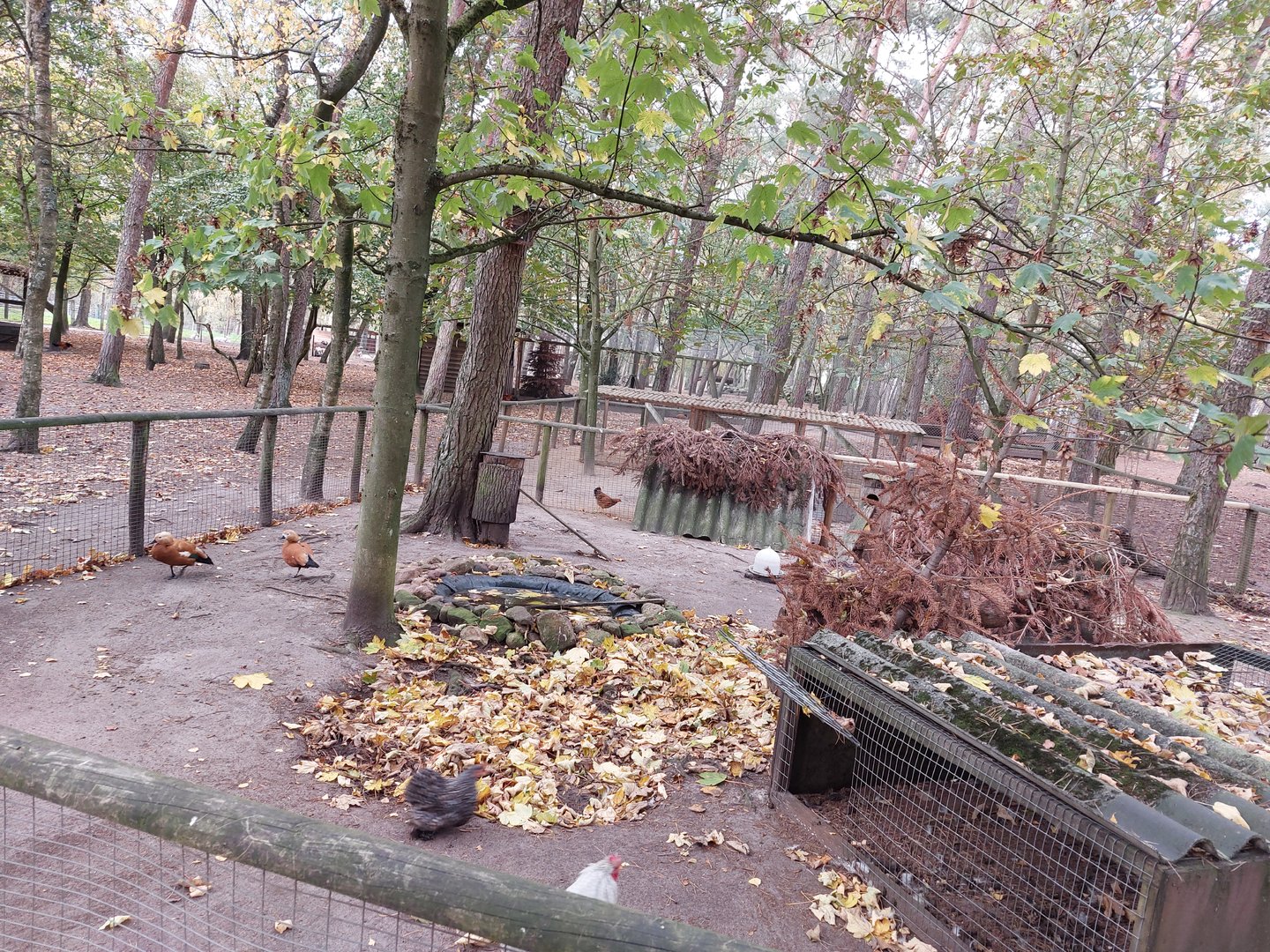 Ruddy shelduck exhibit with chiken coops in the background