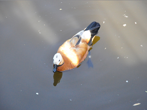 Ruddy Shelduck in Kishinev Zoo