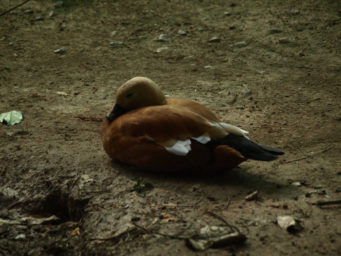 Ruddy shelduck - Lake View Point Bird park 12/7/2018