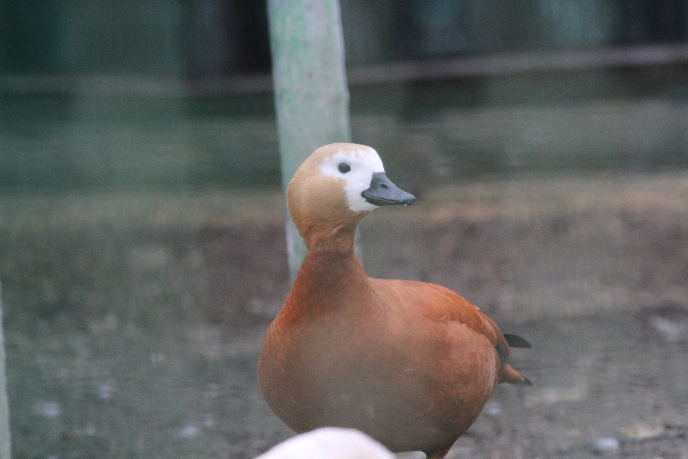 Ruddy Shelduck( Mashhad Zoo)