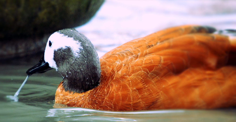 ruddy shelduck or south african shelduck