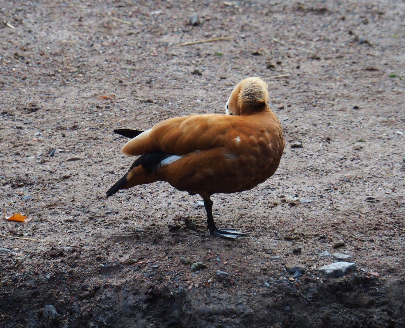 Ruddy shelduck (Tadorna ferruginea), 2019-10-04