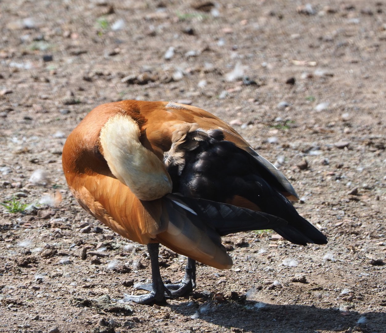Ruddy shelduck (Tadorna ferruginea), 2021-09-02