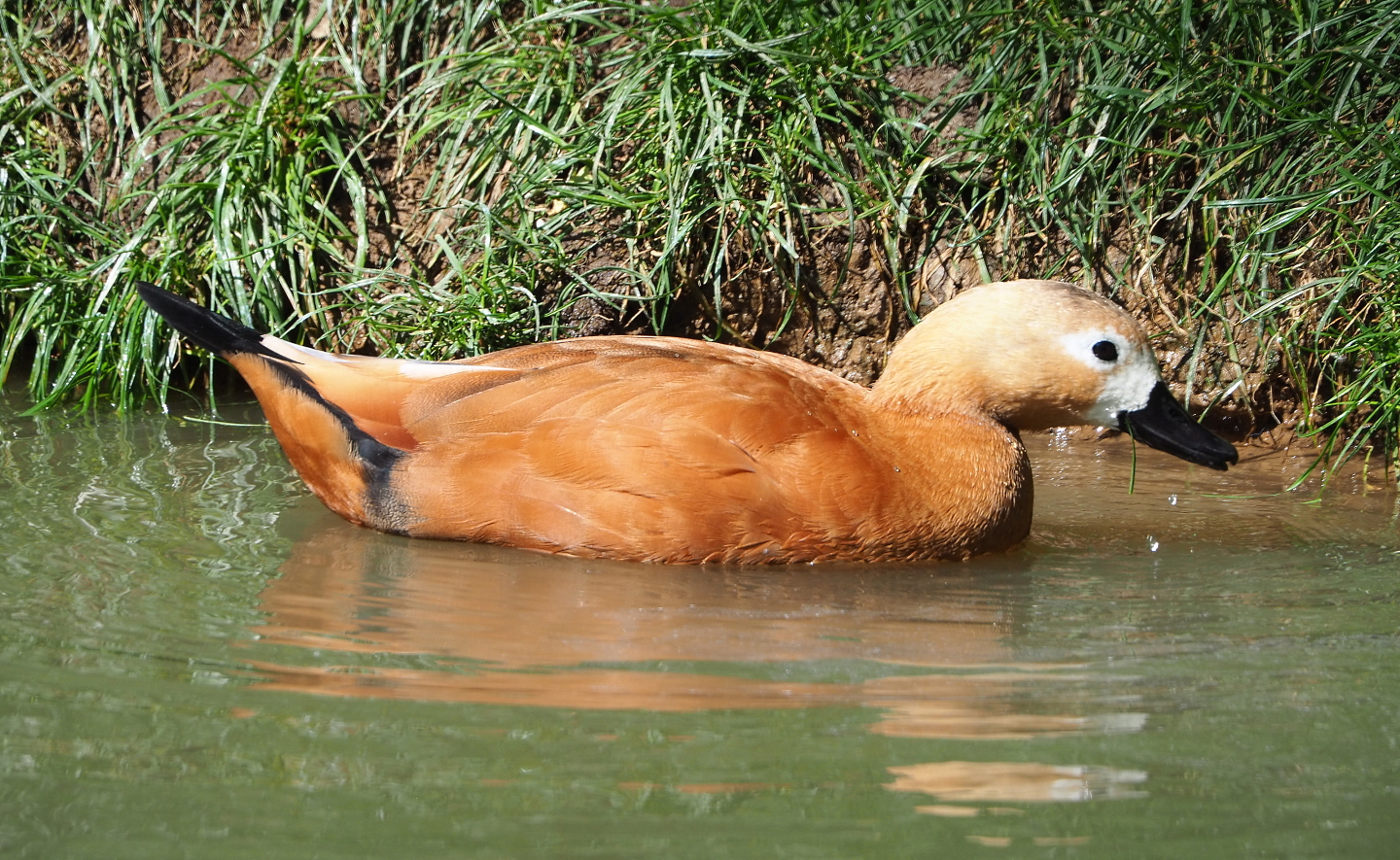 Ruddy shelduck (Tadorna ferruginea), 2021-09-02