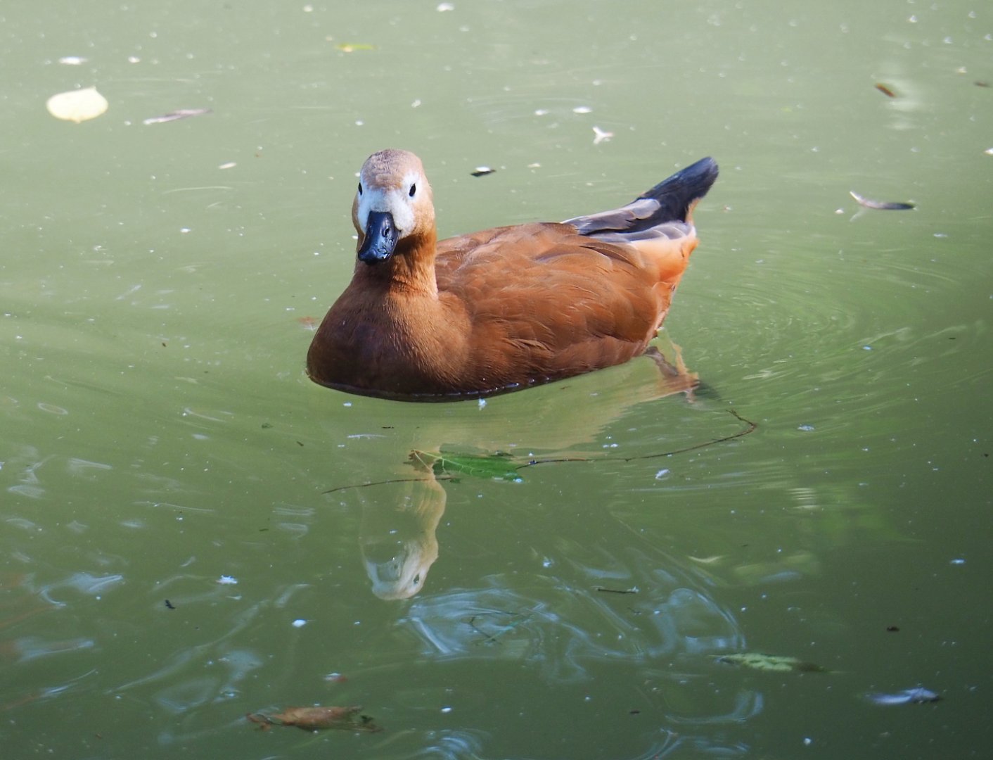 Ruddy shelduck (Tadorna ferruginea), 2021-09-03