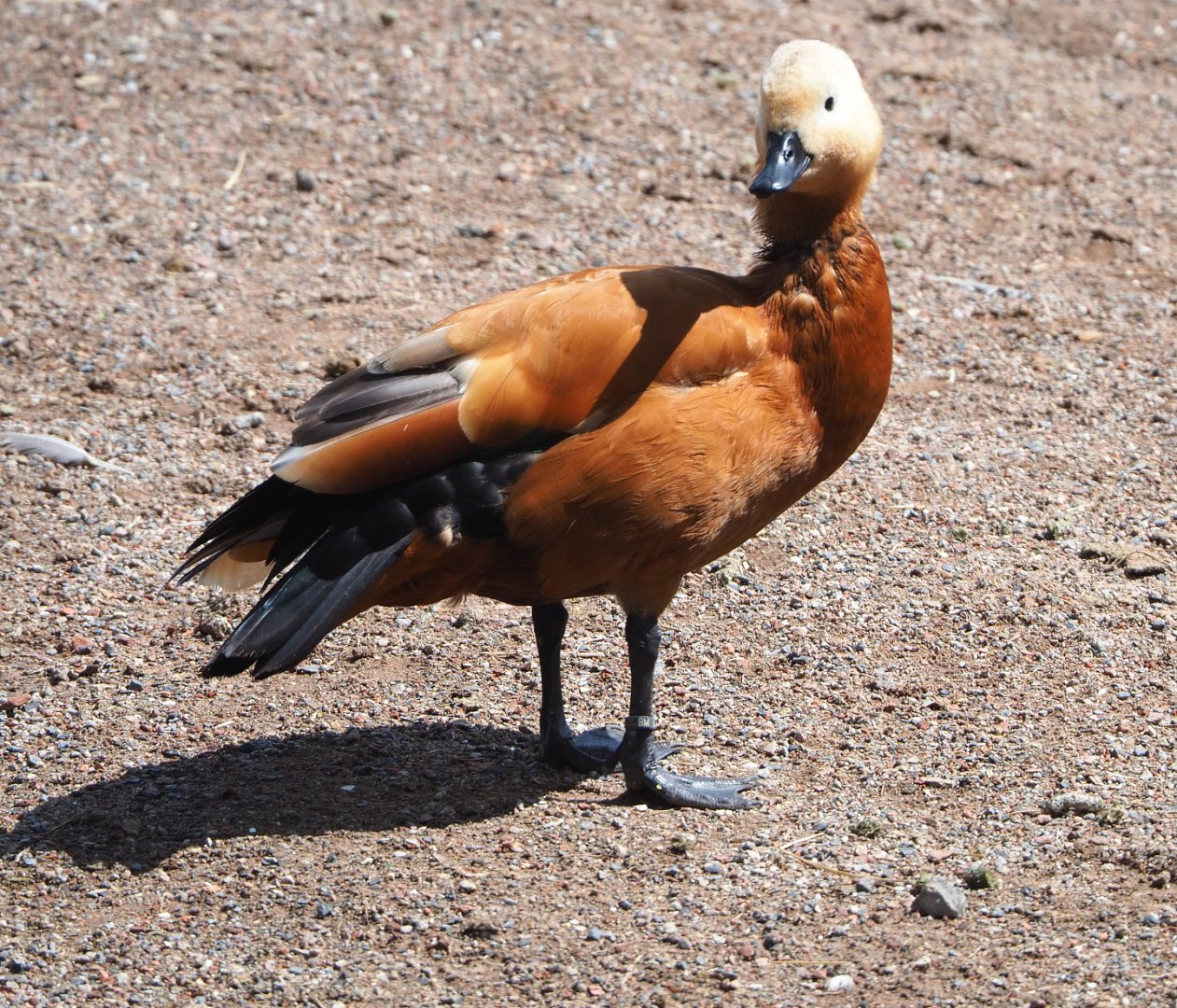 Ruddy shelduck (Tadorna ferruginea), 2022-06-28