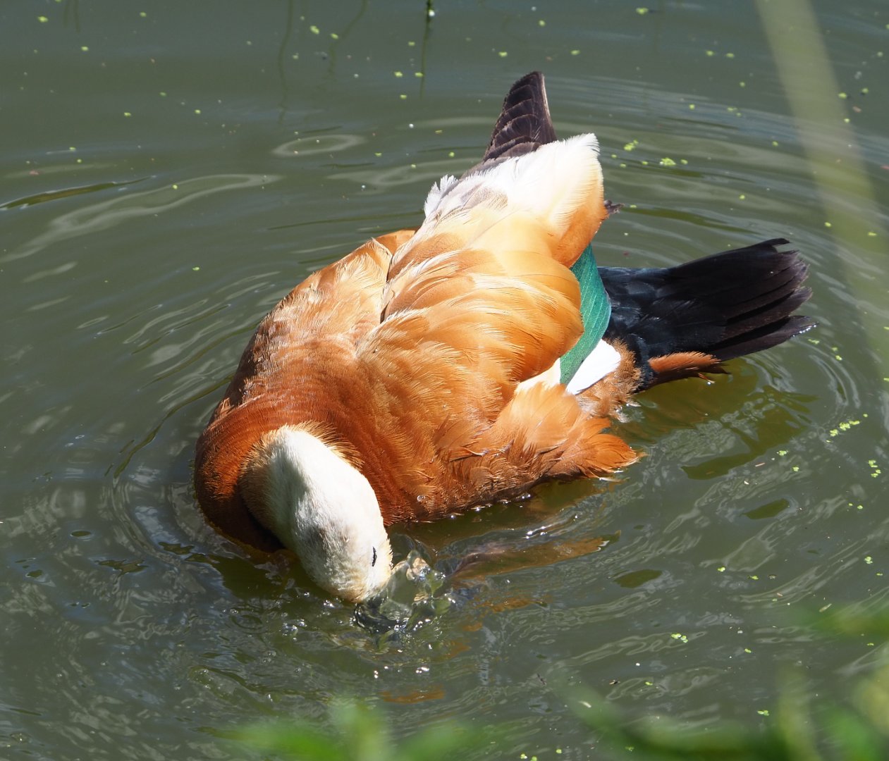 Ruddy shelduck (Tadorna ferruginea), 2022-06-28