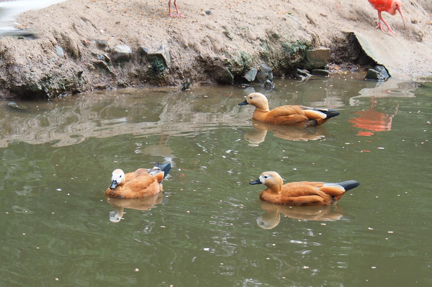 Ruddy shelduck (Tadorna ferruginea), 2022-09-15