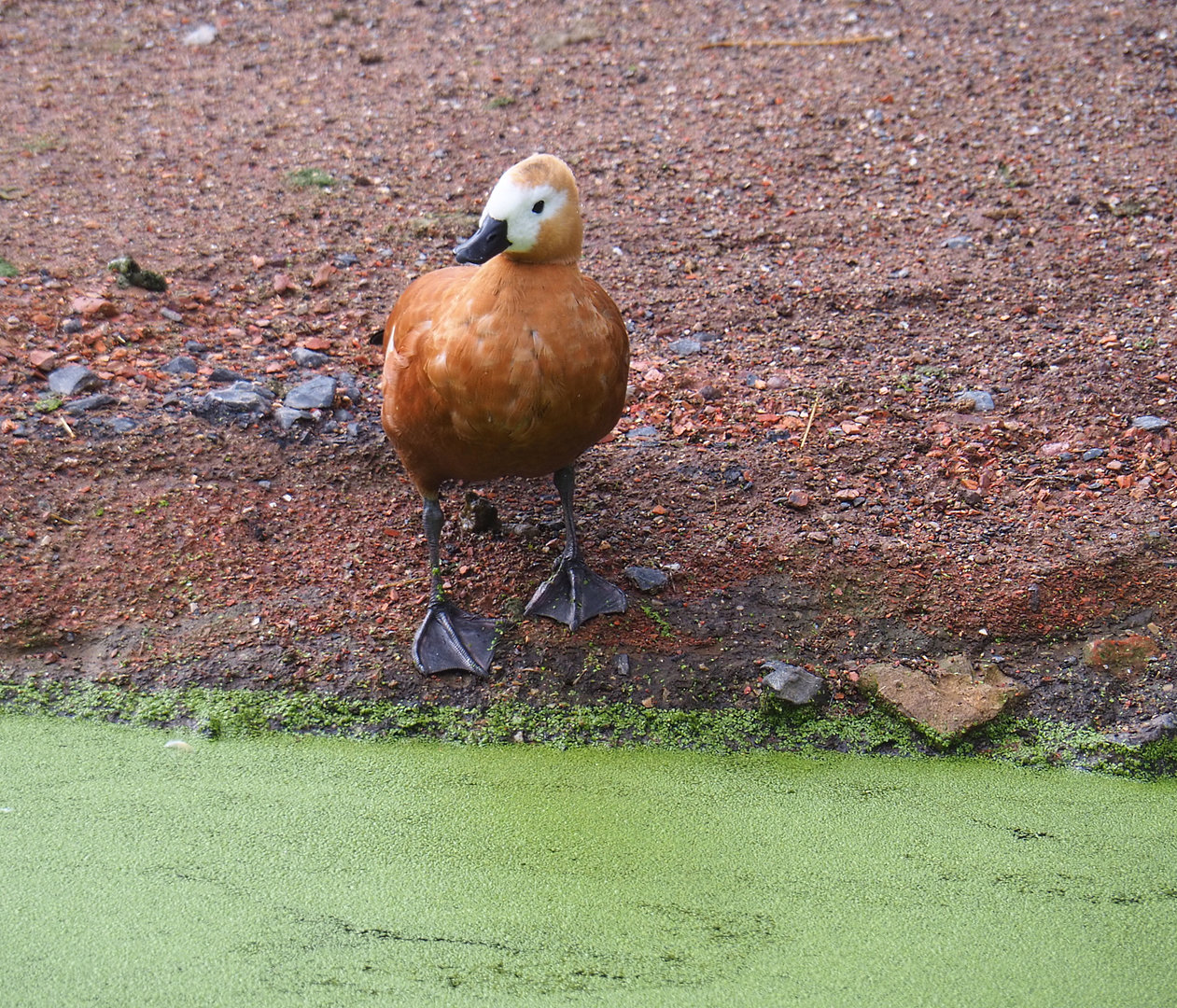 Ruddy shelduck (Tadorna ferruginea), 2022-09-15