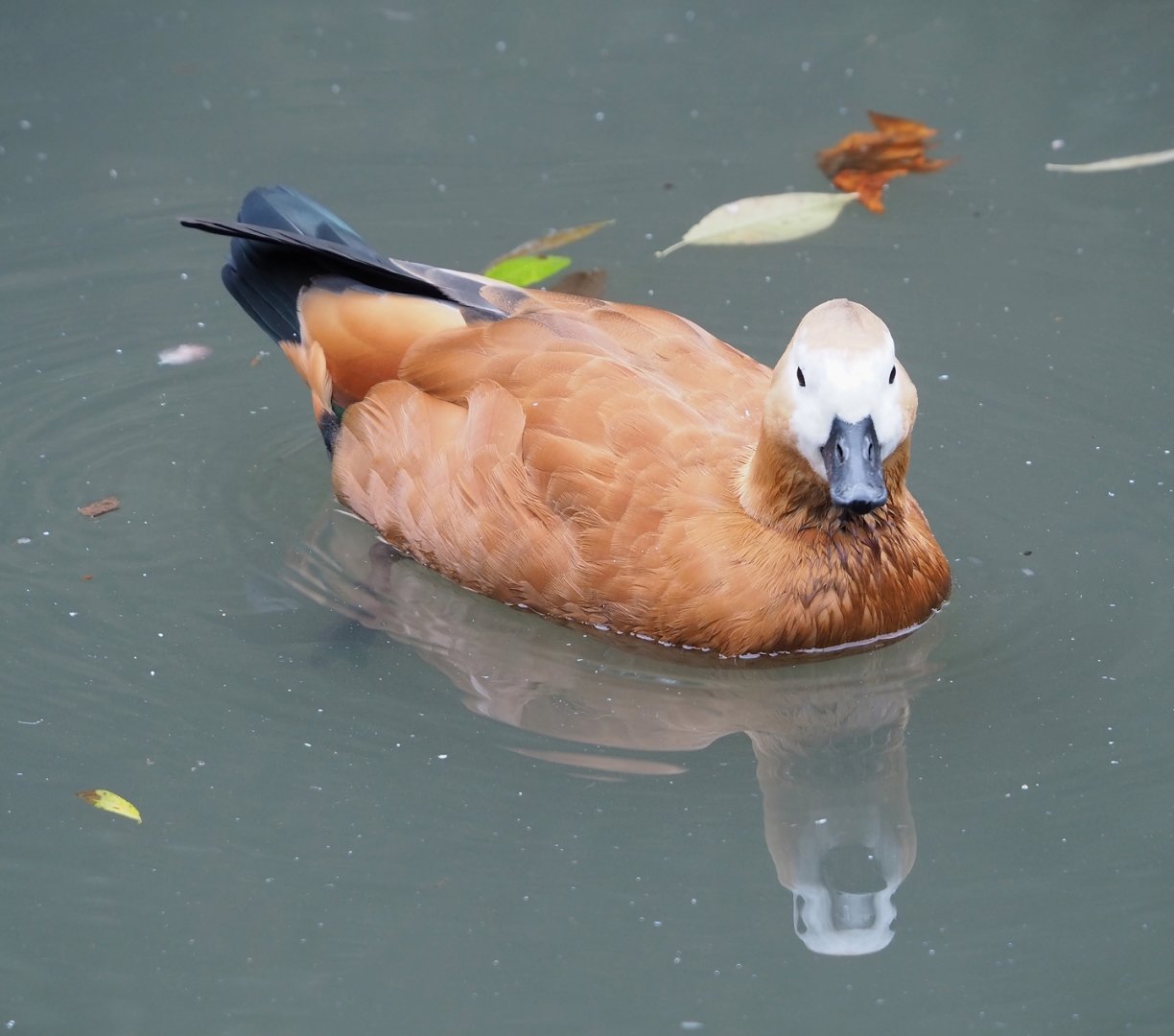 Ruddy shelduck (Tadorna ferruginea), 2023-10-13