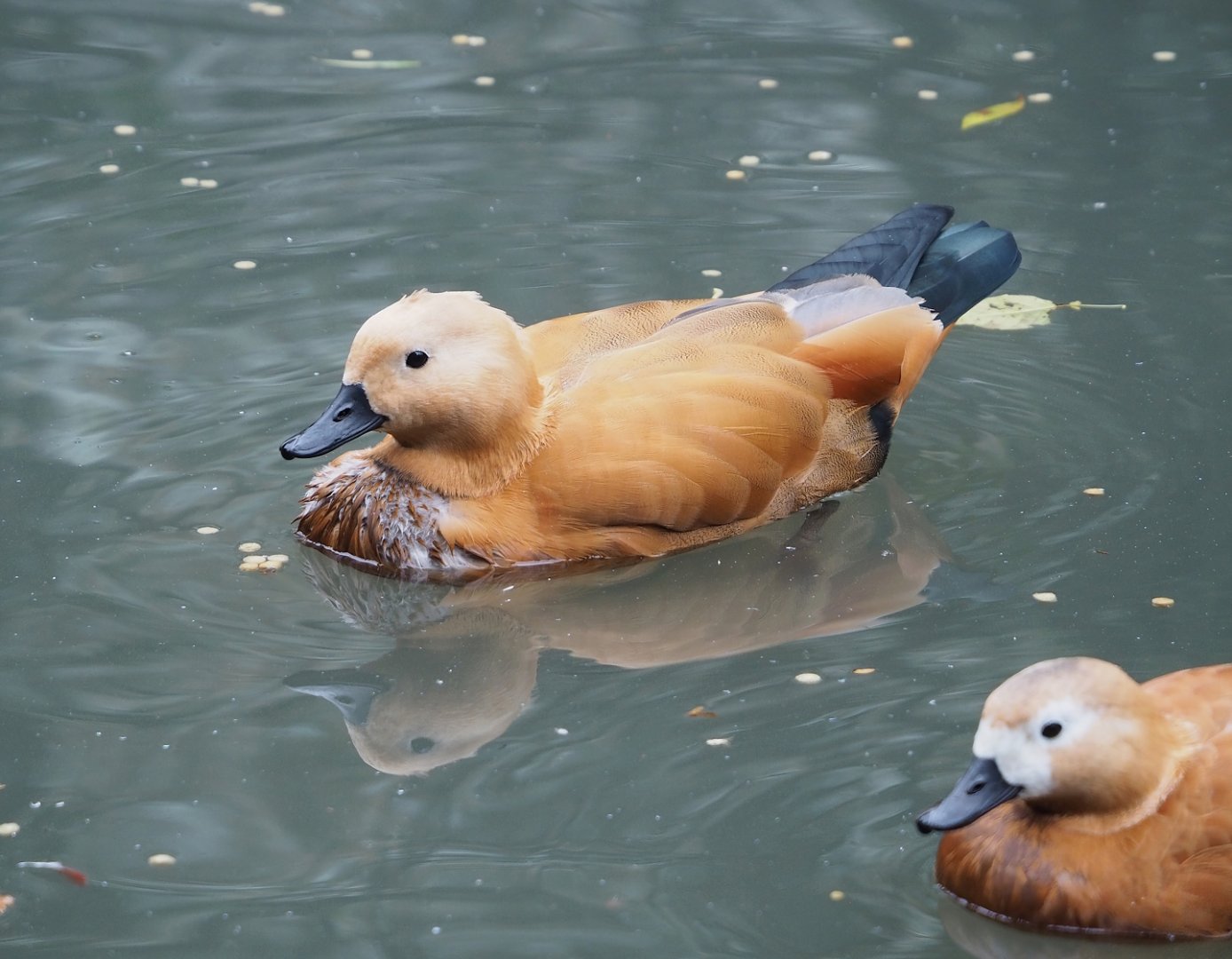 Ruddy shelduck (Tadorna ferruginea), 2023-10-13