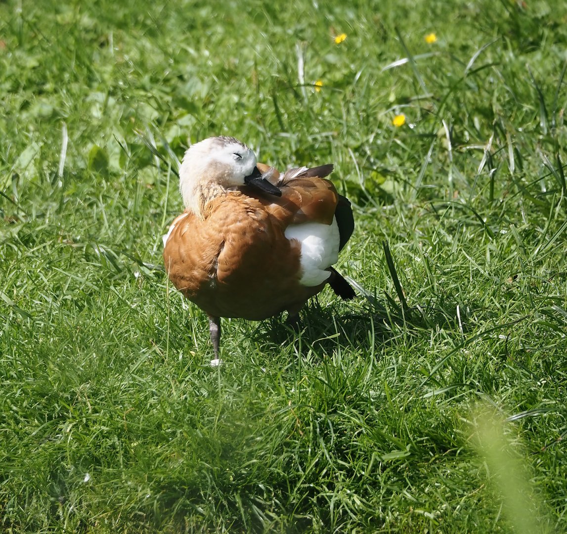Ruddy shelduck (Tadorna ferruginea), 2024-06-30
