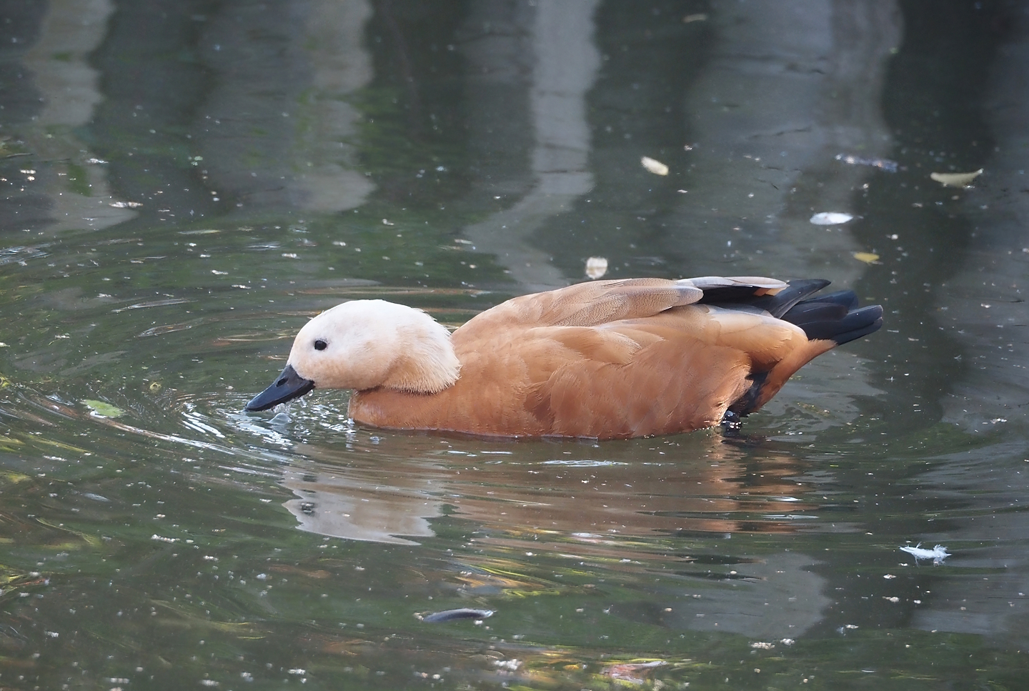 Ruddy shelduck (Tadorna ferruginea), 2024-09-17