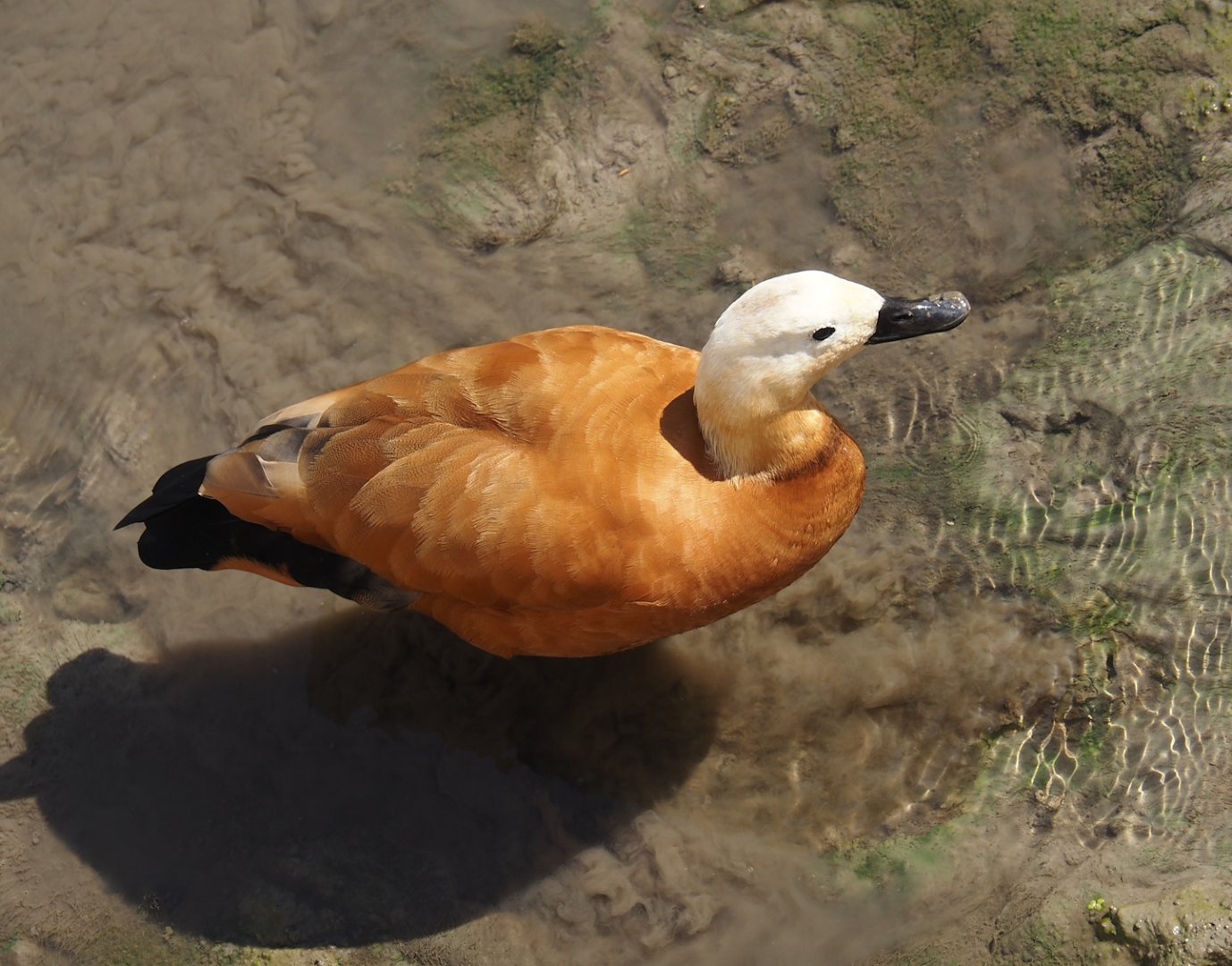 Ruddy shelduck (Tadorna ferruginea), 2024-09-17