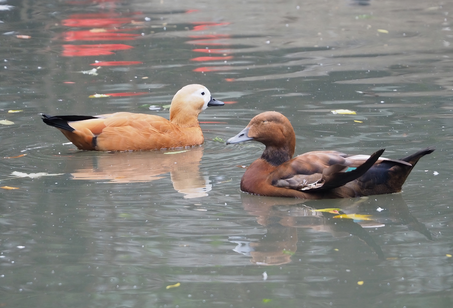 Ruddy shelduck (Tadorna ferruginea) and European eider X Ruddy shelduck hybrid ( Somateria mollissima mollissima X T. ferruginea), 2023-10-13