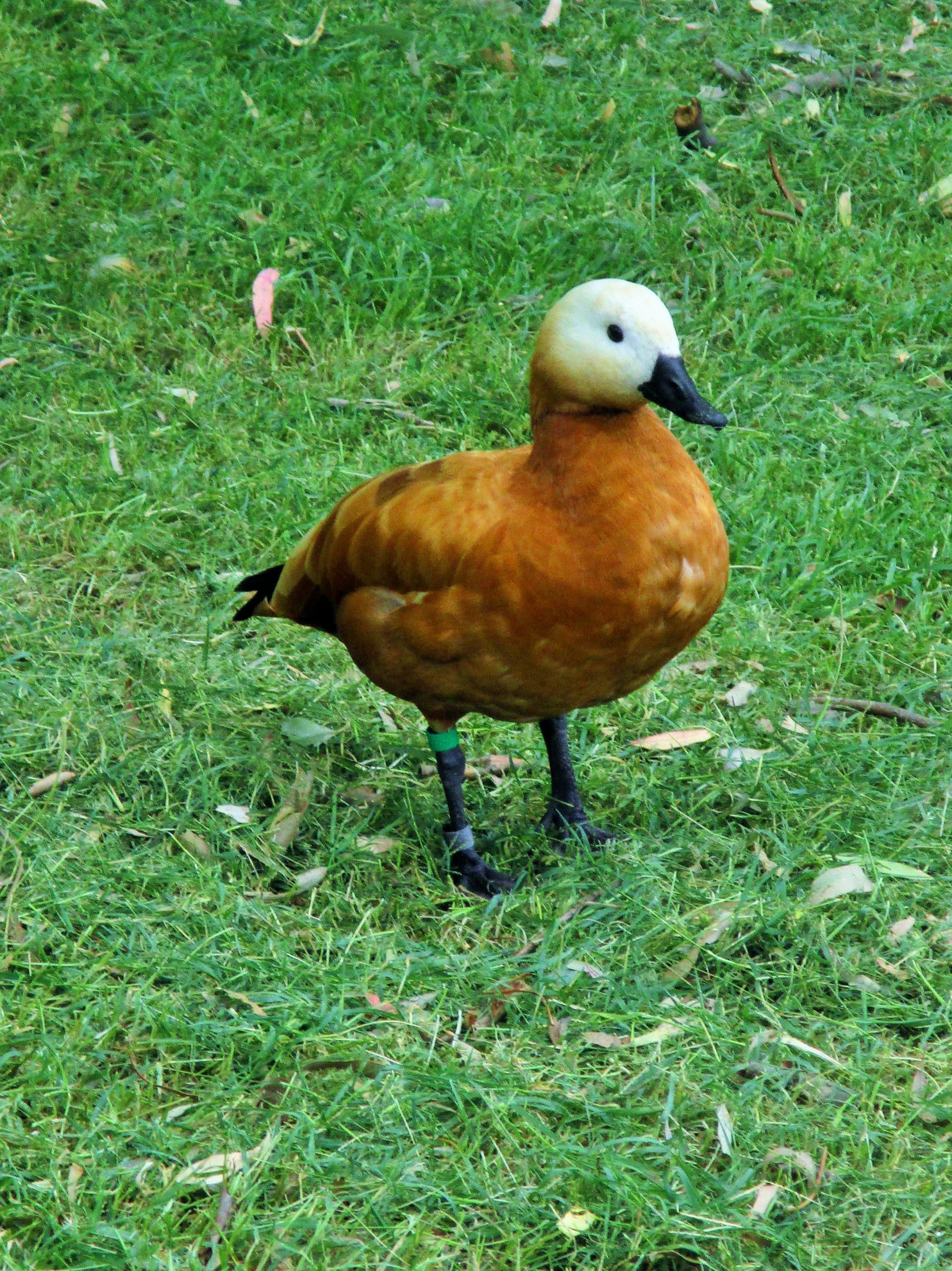 Ruddy Shelduck (Tadorna ferruginea)- December 2017