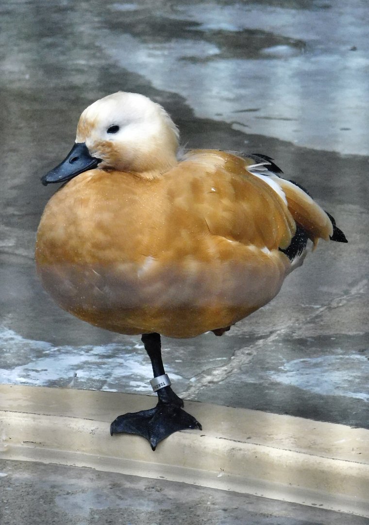 Ruddy Shelduck (Tadorna ferruginea) October 11, 2025