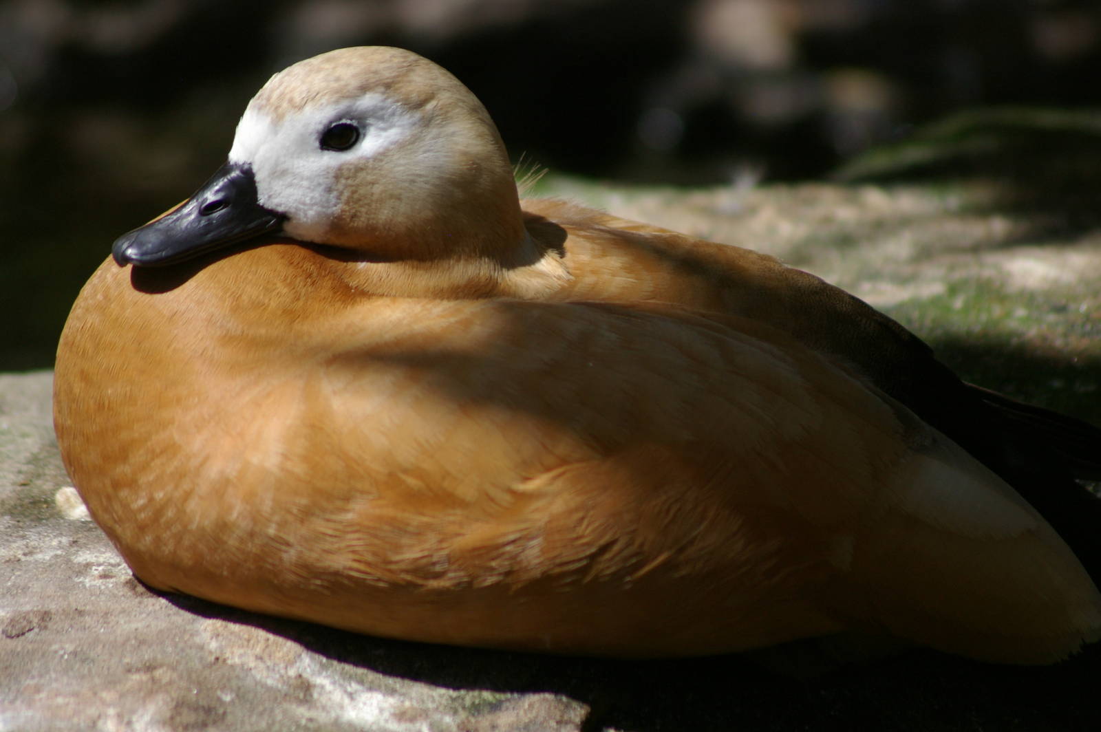 ruddy shelduck (Tadorna ferruginea)