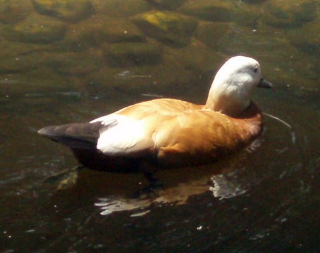 Ruddy Shelduck (Tadorna ferruginea)