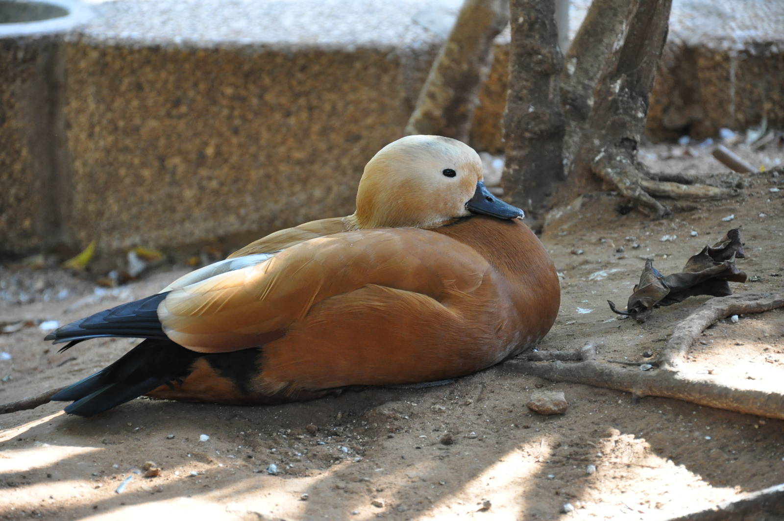 Ruddy shelduck/ Tadorna ferruginea