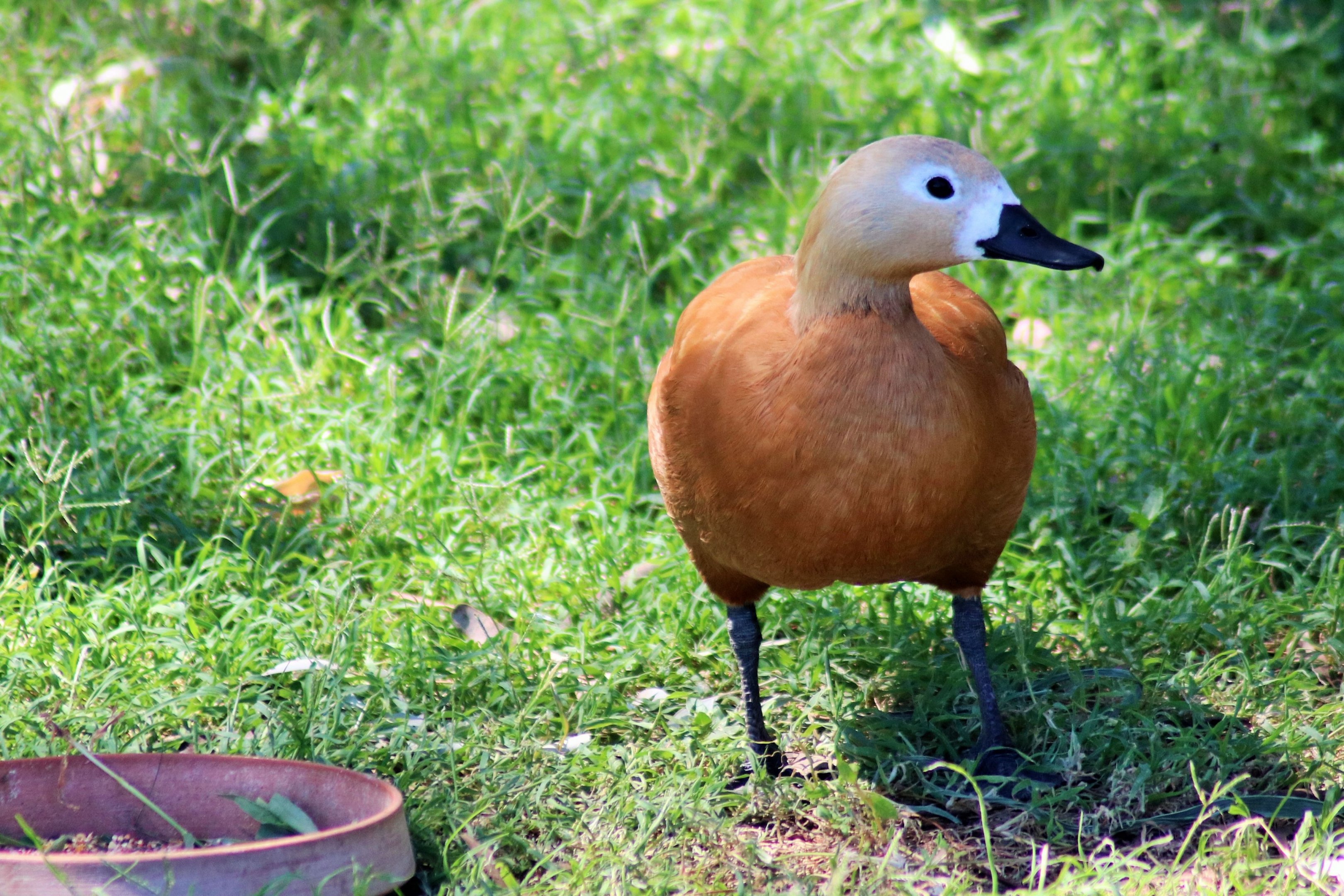 Ruddy Shelduck (Tadorna ferruginea)