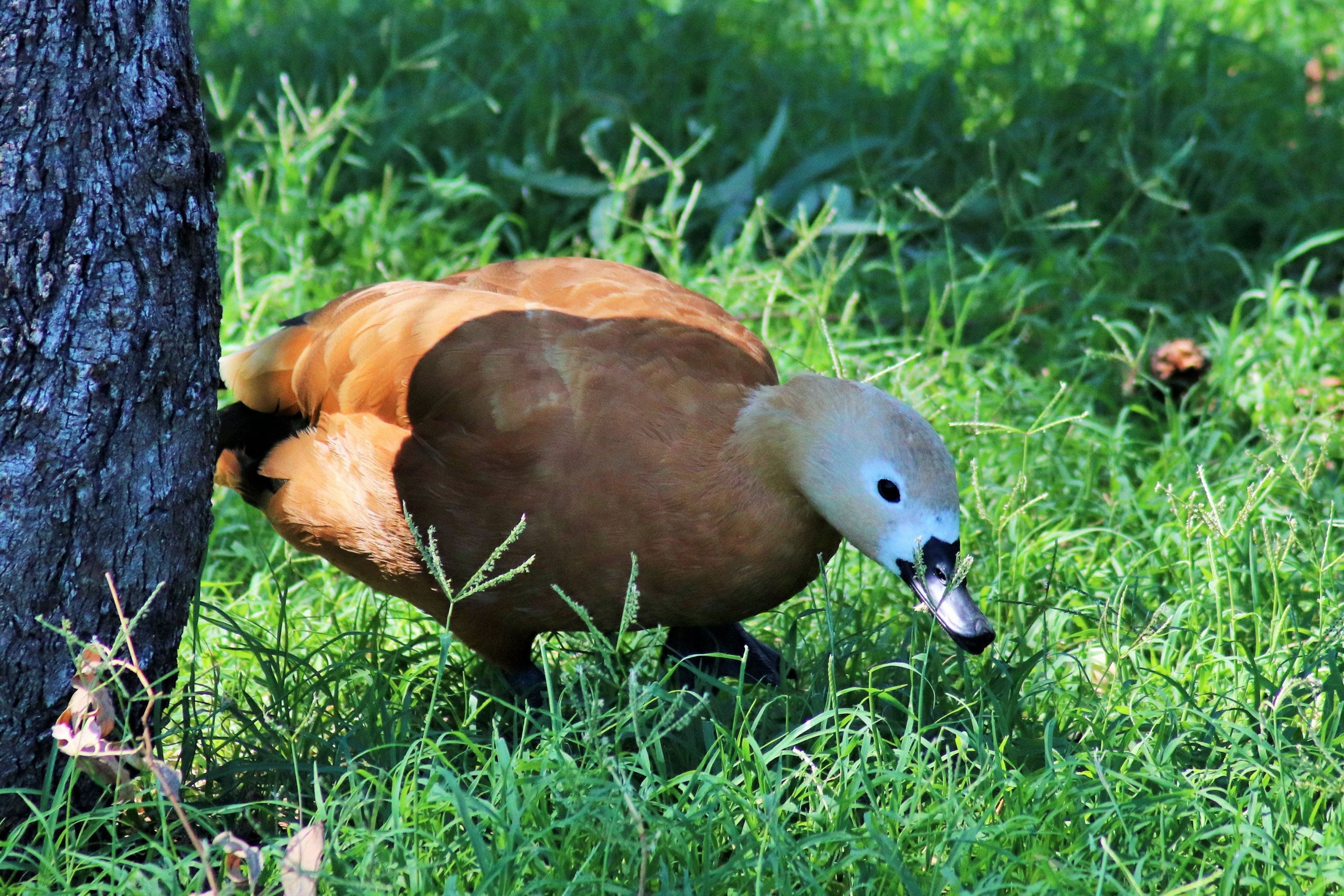 Ruddy Shelduck (Tadorna ferruginea),