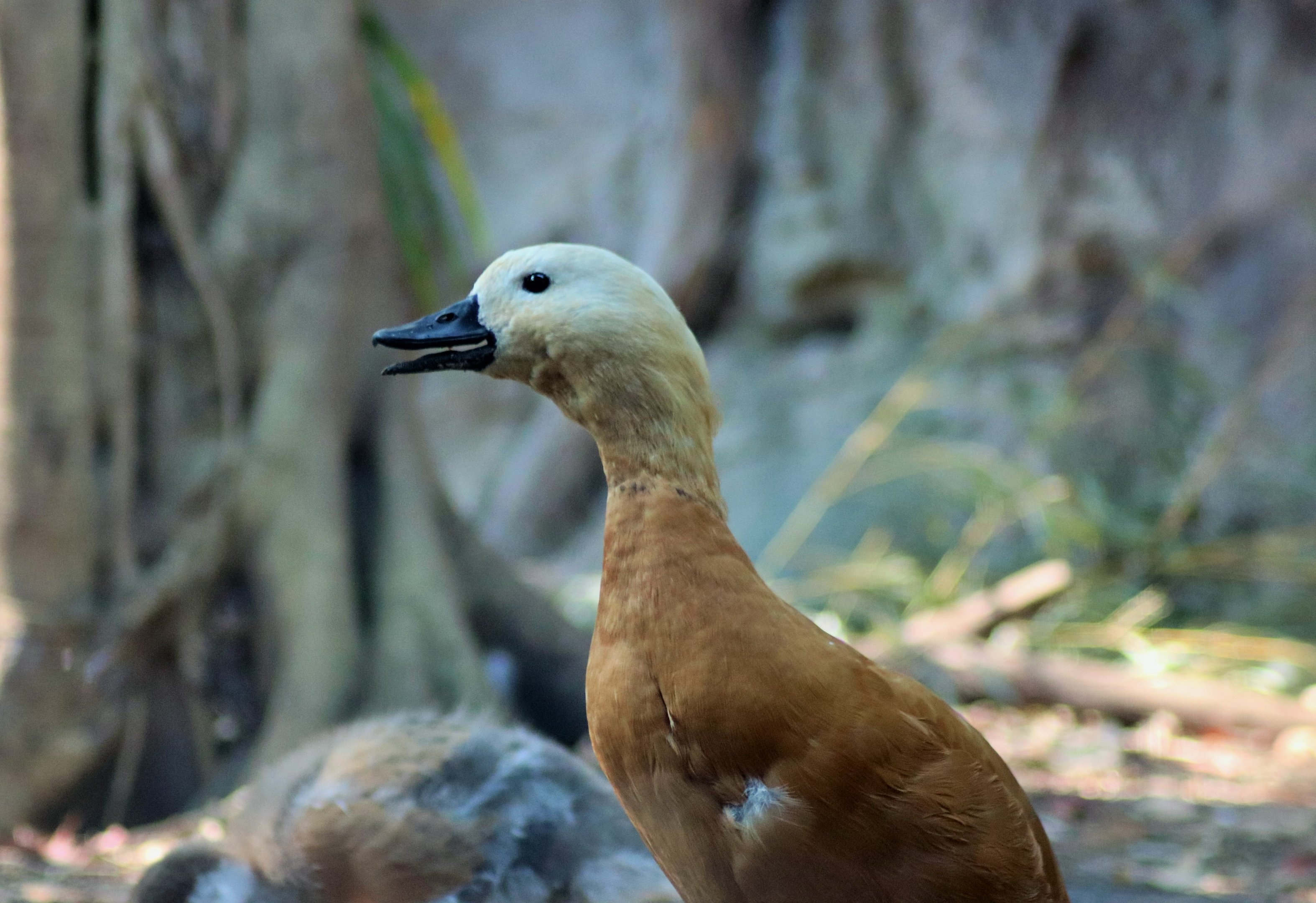 Ruddy Shelduck (Tadorna ferruginea)
